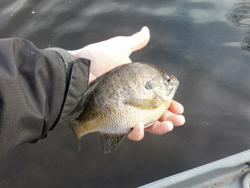 solid bluegill