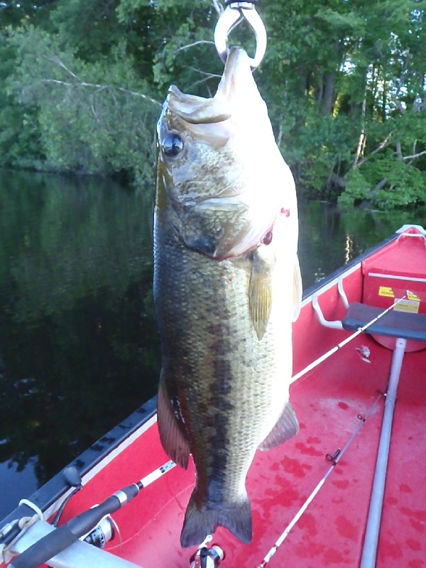 Largemouth Bass