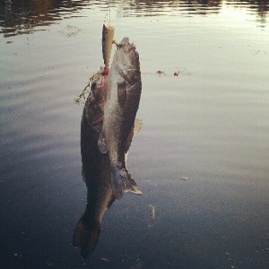 fishinbev