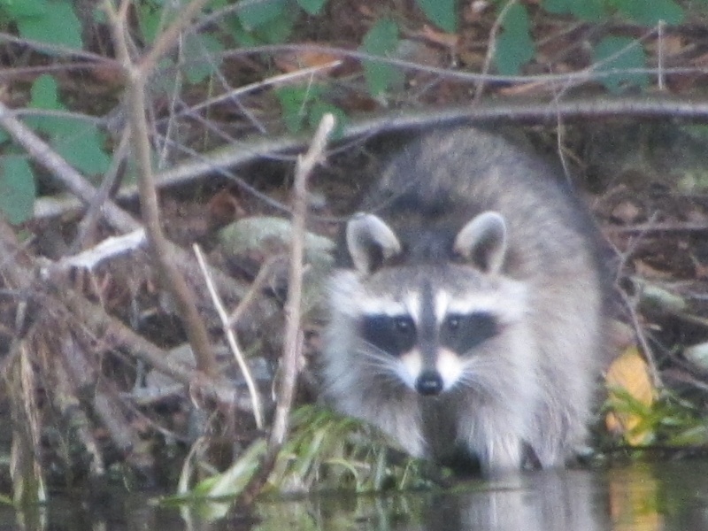 Masked fisherman working the shoreline