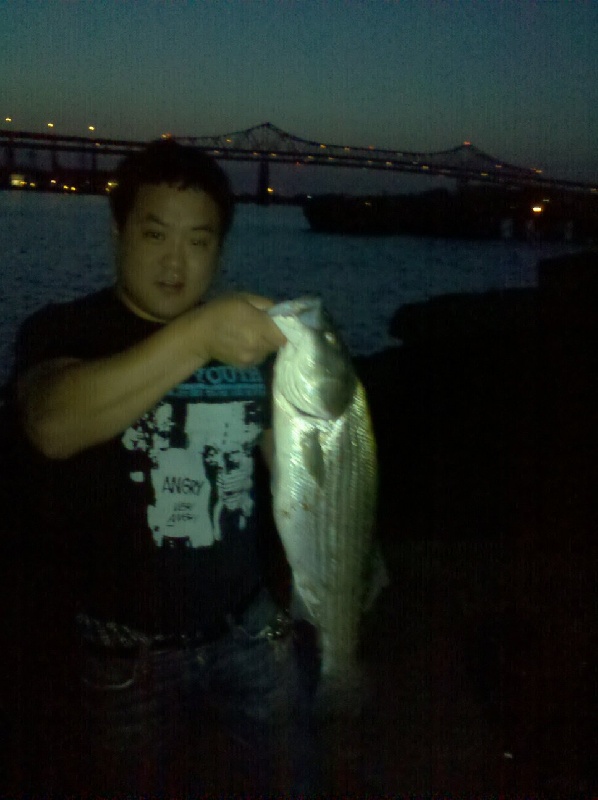 Striped Bass