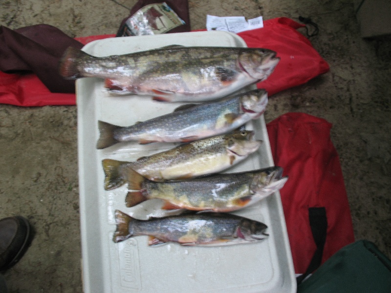 Baker River Trout