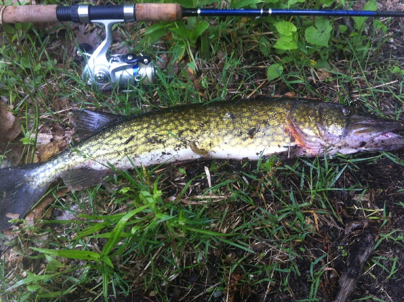 Chain Pickerel