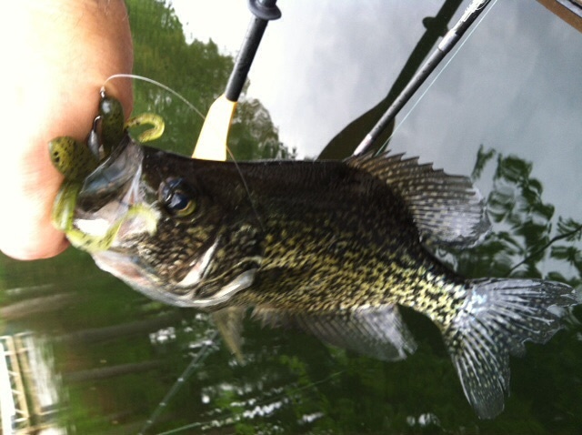 Monster Crappie