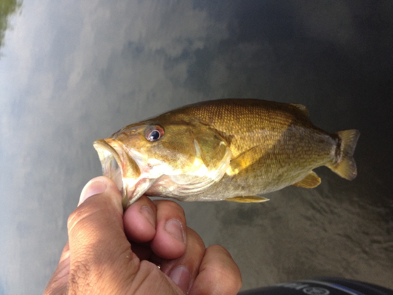 First Ever smallmouth bass