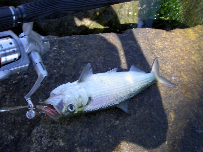 Dewey Beach fishing photo 0