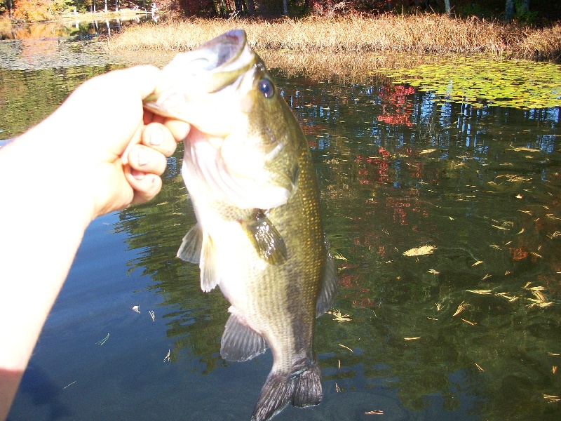 In lilly pads.